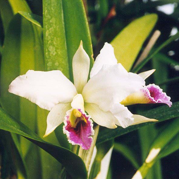 File:Cattleya percevaliana.jpg