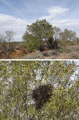 File:Chestnut-crowned Babbler nest, Sturt National Park.jpg