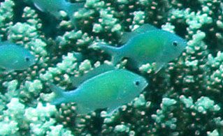 File:Chromis viridis1.jpg