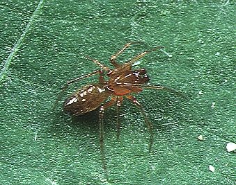 File:Coleosoma.floridanum.male.-.tanikawa.jpg