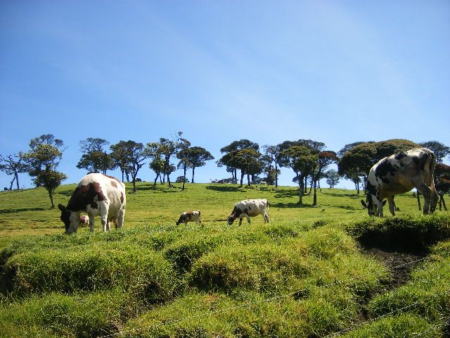 File:Cows at Ambewela Farm.JPEG