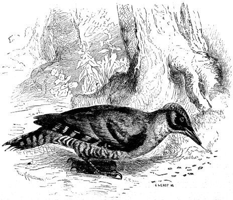 File:Green Woodpecker - Project Gutenberg eBook 12490.jpg