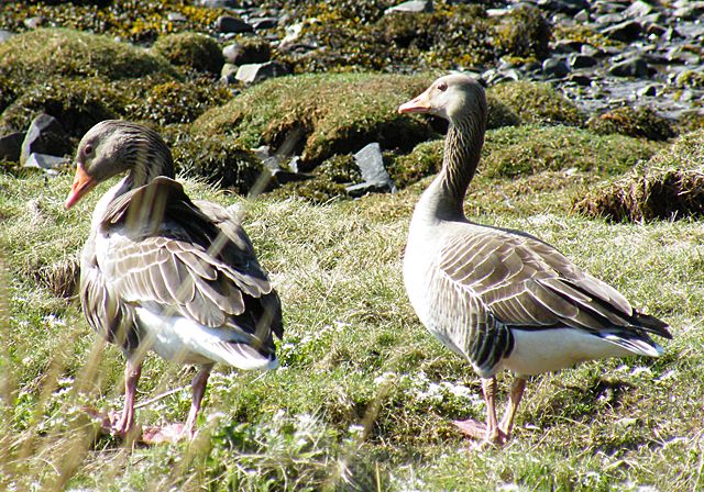 File:Greylag Geese (Anser anser) (geograph 2919191).jpg