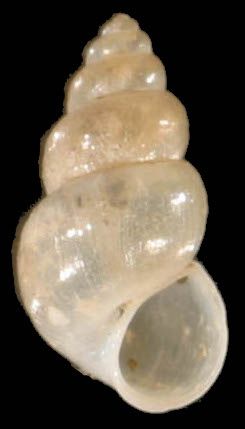 File:Hydrobia ventrosa shell.jpg