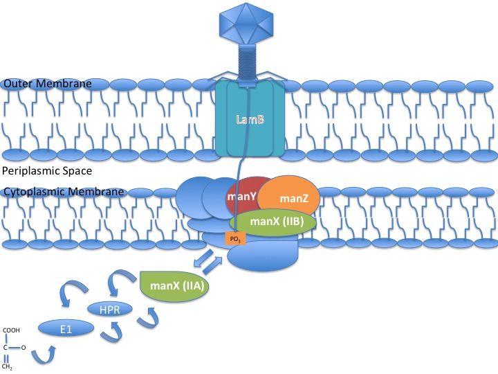 File:MANXYZ permease Step 10.jpg