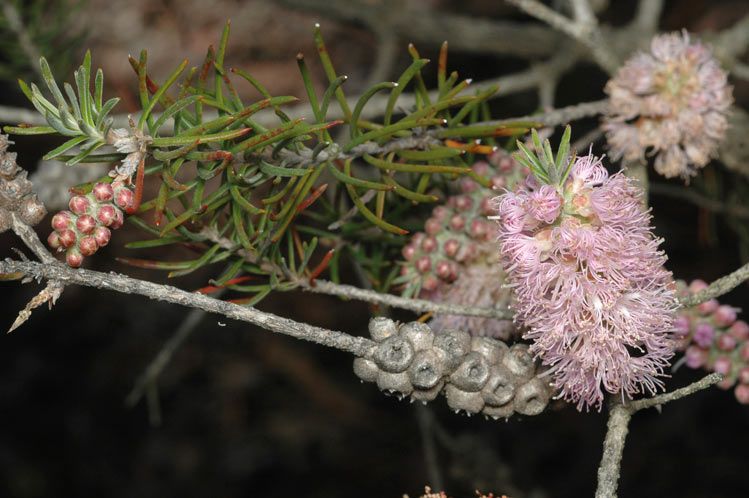 File:Melaleuca subfalcata.jpg