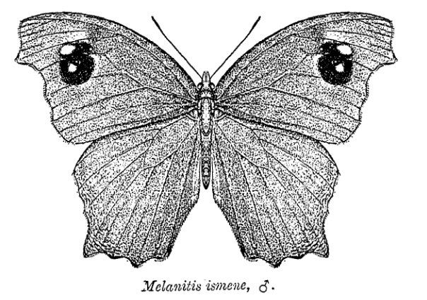 File:Melanitis ismene ctb.jpg