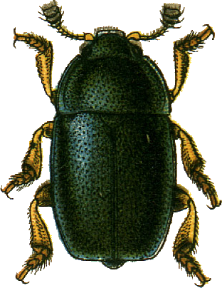 File:Meligethes viridescens Jacobson.png