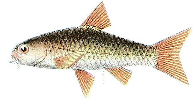 File:Mystacoleucus marginatus Bleeker.jpg