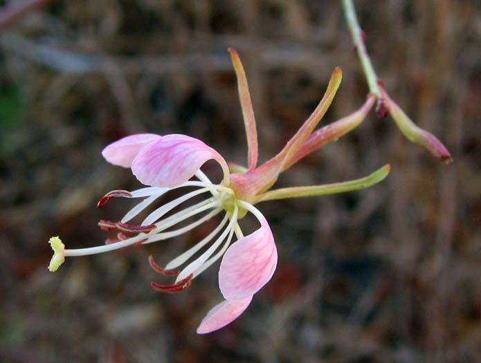 File:Oenothera sinuosa NPS-01.jpg