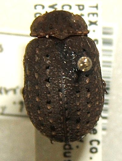 File:Omorgus howelli sjh.cropped.jpg