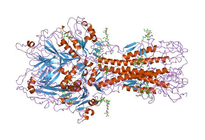 File:PDB 1flc EBI crop.jpg