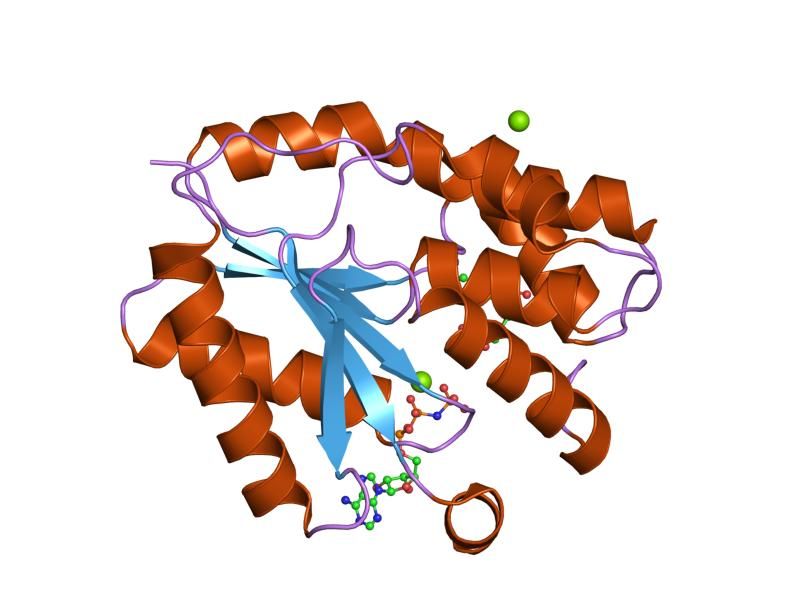 File:PDB 1nn5 EBI.jpg