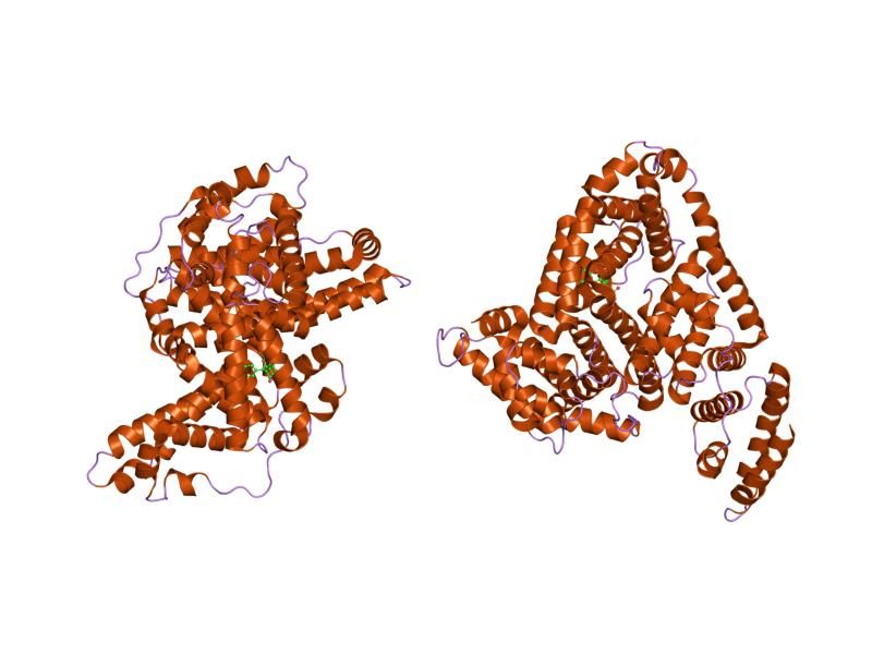 File:PDB 2bxd EBI.jpg