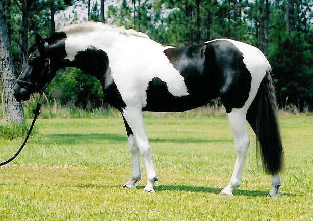 File:Pinto sport horse mare.jpg