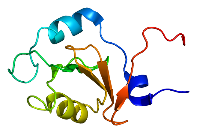 File:Protein USP33 PDB 2uzg.png