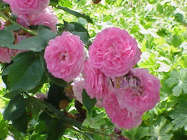 File:Rosa sp.228.jpg