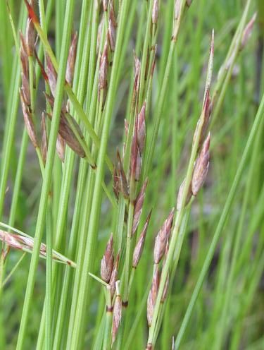 File:S schonlandii inflorescences-1.jpg