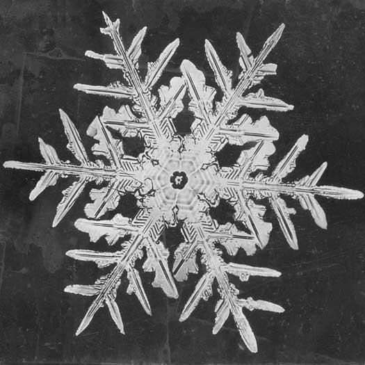 File:Snowflake Study (5243837232).jpg