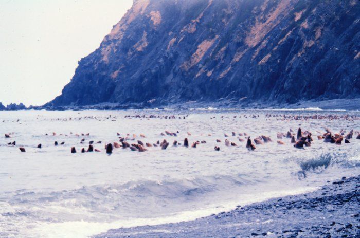 File:Steller sea lions on middleton island 1978.jpg