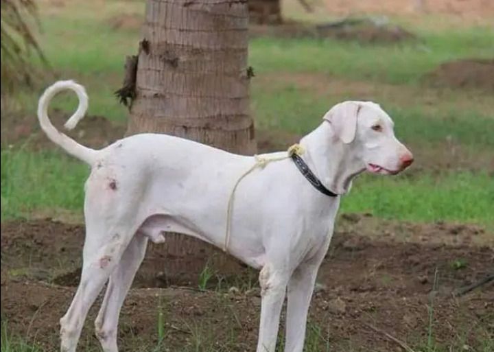 File:The Raajapalayam Breed.jpg