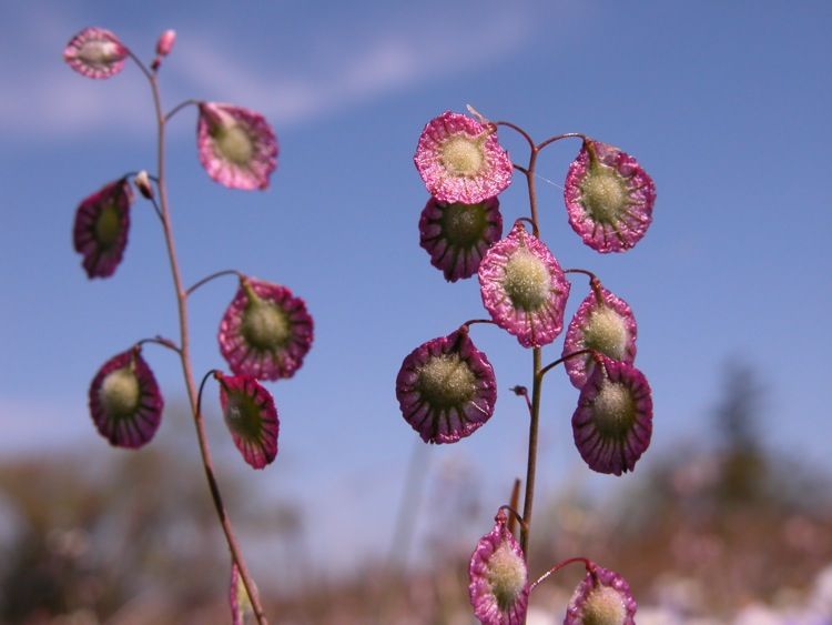 File:Thysanocarpus radians.jpeg