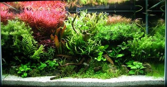 File:58g aquascape.jpg