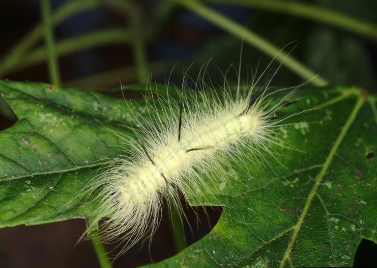 File:Acronicta americana larva1.jpg