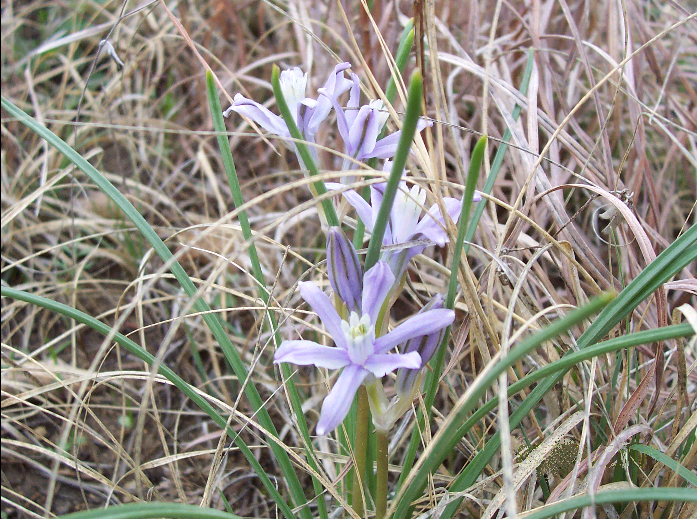 File:BlueFunnelLily plant.png