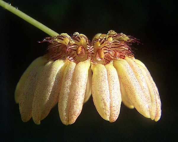 File:Bulbophyllumauratum cropped.jpg