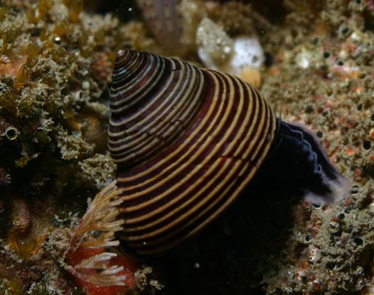 File:Calliostoma ligatum.jpg