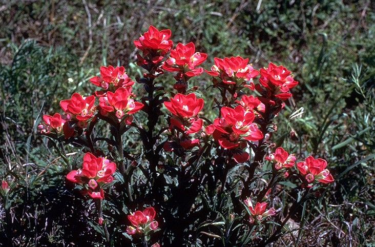 File:Castilleja indivisa.jpg