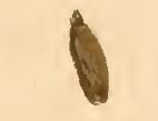 File:Cauchas rufimitrella larval case.JPG