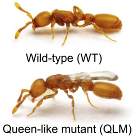 File:Clonal raider ant-supergene.png