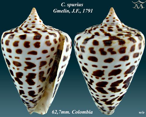 File:Conus spurius 1.jpg