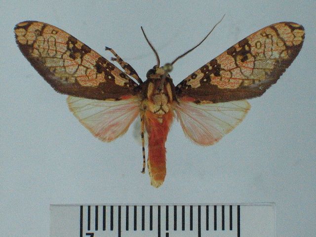 File:Cresera ilioides1.JPG