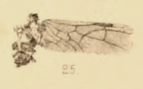 File:Dolichoderus obliteratus 1890 pl3 Fig25.png