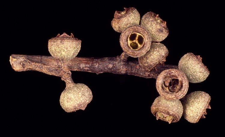 File:Eucalyptus laevopinea fruit.jpg