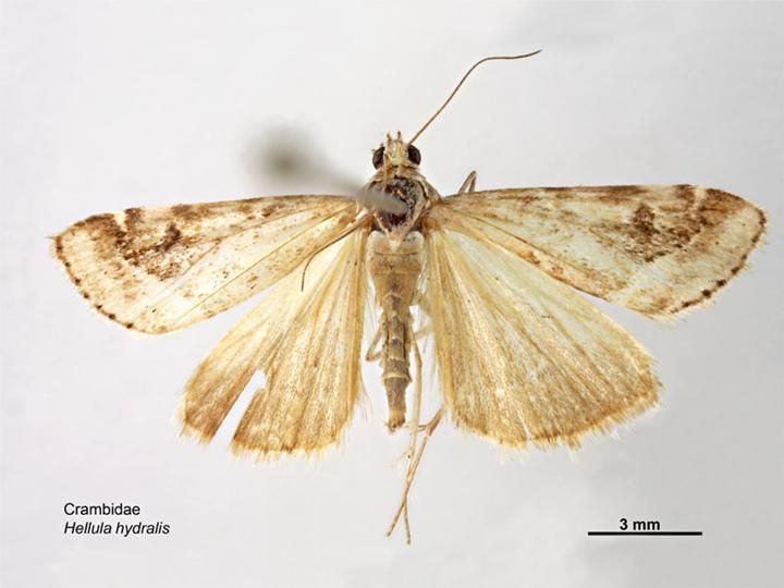 File:Hellula hydralis dorsal.jpg