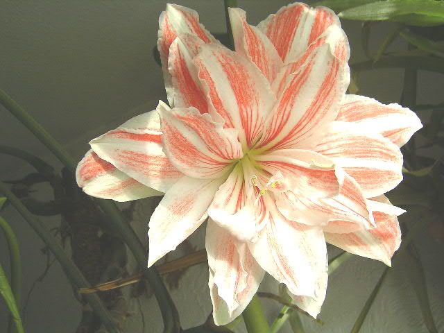 File:Hippeastrum.JPG