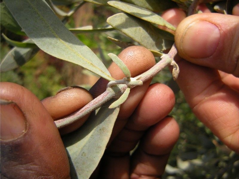 File:Jojoba-weibliche-blüte.JPG