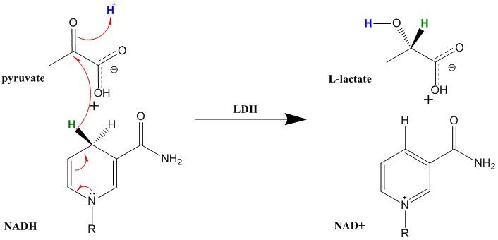 File:LDH mechanism.jpg