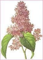 File:Lilac redoute.JPG