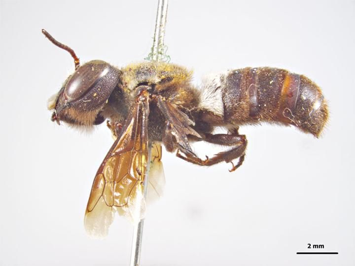 File:Megachile doddiana.jpg