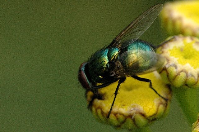 File:Neomyia.cornicina.male.jpg