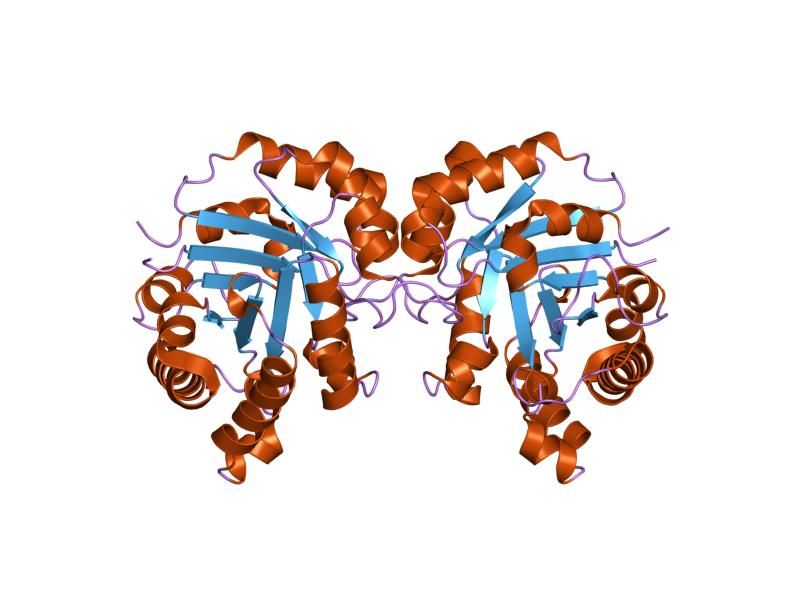 File:PDB 1r2t EBI.jpg