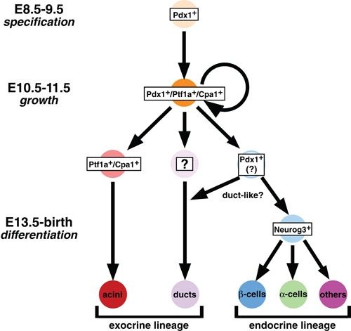 File:Pancreatic lineages in the mouse..jpg