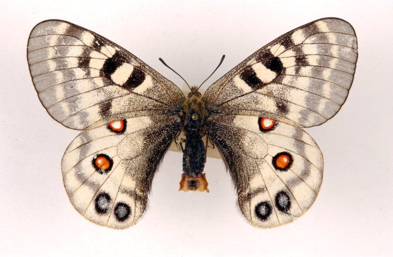 File:Parnassius imperator ulster.jpg