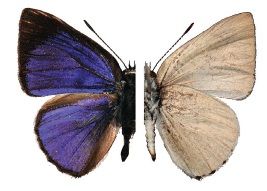 File:Philiris apicalis ginni.jpg