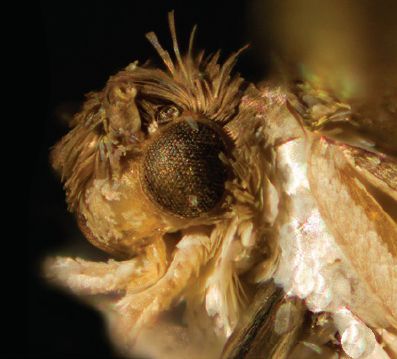 File:Riculorampha ancyloides (lateral view of head).jpg